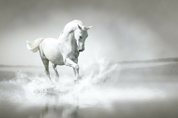 A white horse gallops in the fog