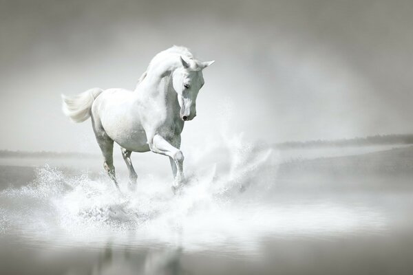 一匹白马在雾中驰骋
