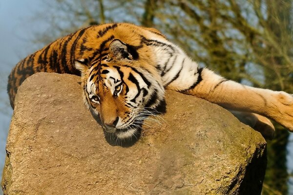 Eine große Katze. Ein Tiger liegt auf einem Stein