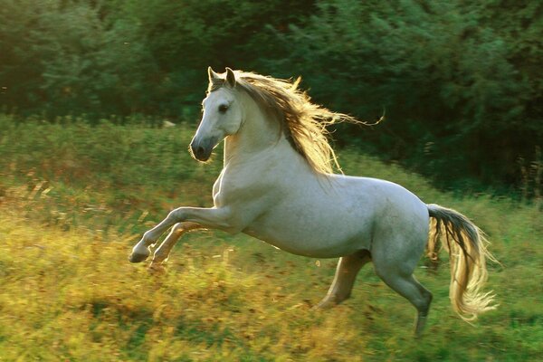 Stolzes Pferd springt über die Lichtung