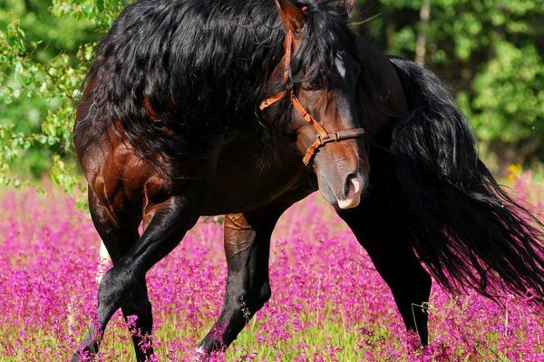 Tańczący koń, letni walc na kwitnącej łące