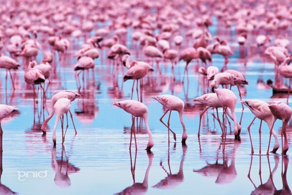 Rosa Flamingos im Freien