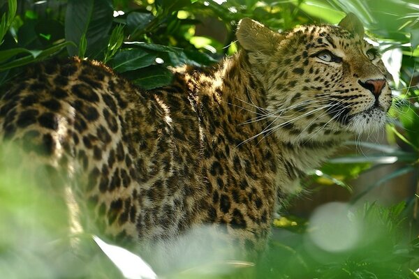 Gran gato salvaje en la selva