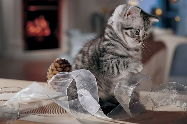 Cute striped British kitten with ribbon