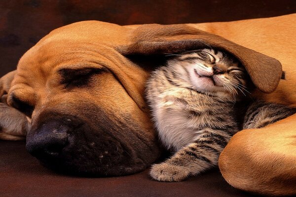 Animali cane e gattino amicizia amici sonno