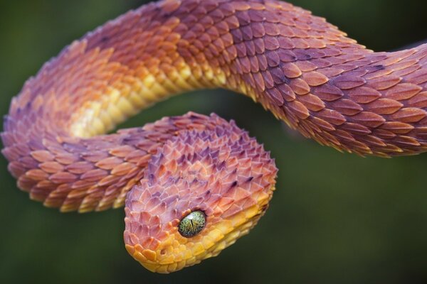 Tiere der wilden Natur. Foto von Schlange Viper