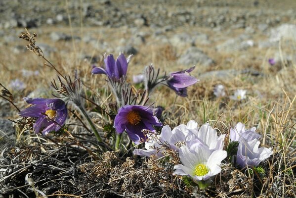 Fleurs blanches et violettes sur fond de champ gris