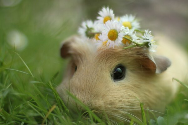 Guinea pig with a flower hoop on his head