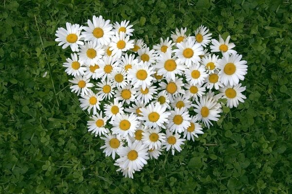 Bouquet-heart of wild daisies