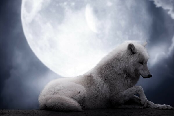 Un chef fidèle à une lune