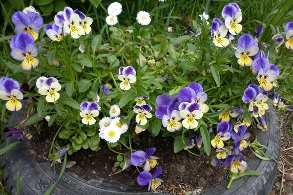 三色紫罗兰在一个自制的花坛