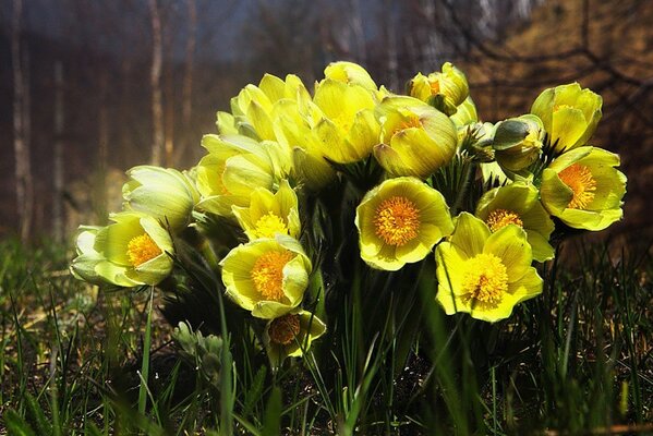 Yellow flowers in the spring forest