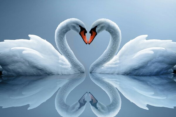 Two swans on the smooth surface of the water