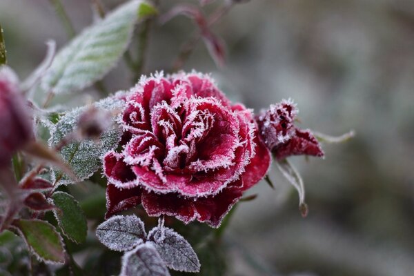 Winter rose in a fairy-tale frost