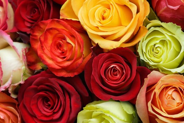 Bouquet de roses multicolores belles