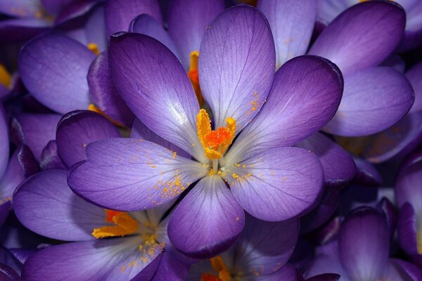 Purple flowers are beautiful close-up