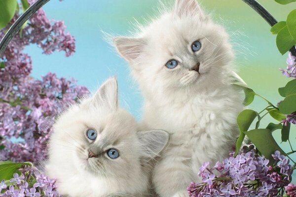 Morceaux mignons de laine avec des yeux bleus