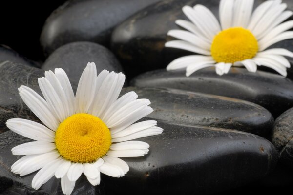 Delicate chamomile on a rough stone