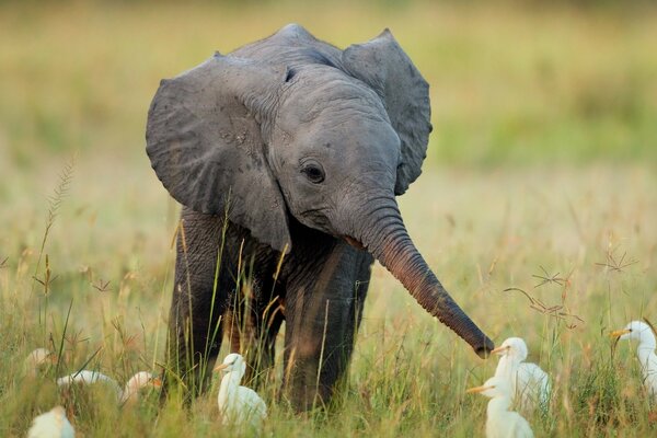 Éléphant dans la savane joue avec les oiseaux