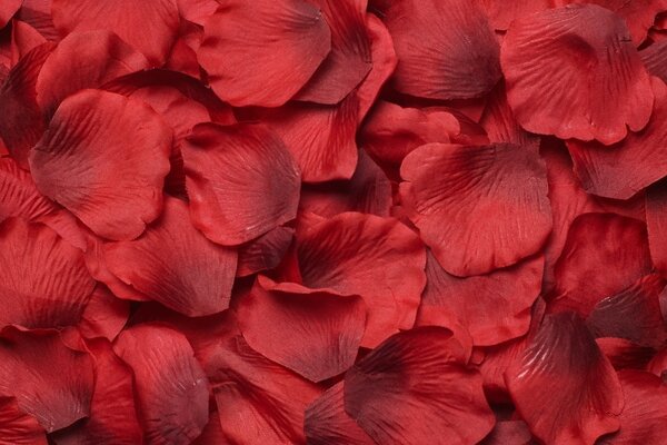 Scarlet rose petals are scattered on the ground