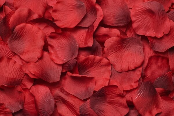 लाल रंग की गुलाब की पंखुड़ियां जमीन पर बिखरी हुई हैं