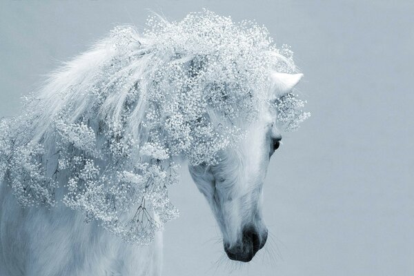 الحصان الأبيض مثل الثلج البارد