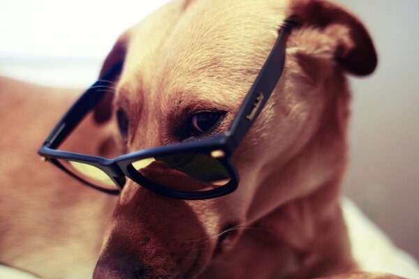 Perro con gafas negras