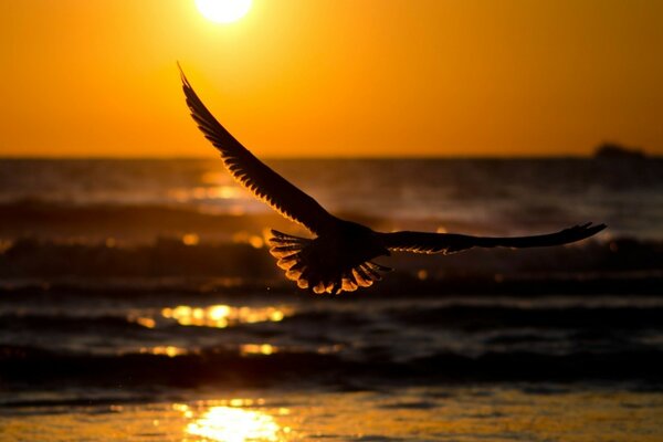 Mouette au coucher du soleil à la recherche de nourriture dans l océan