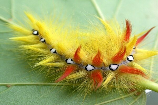 Chenille jaune-orange sur une feuille