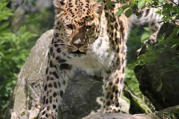 Cheetah, the art of disguise in the wild