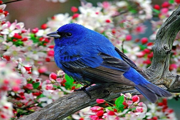 Blauer Vogel im japanischen Garten