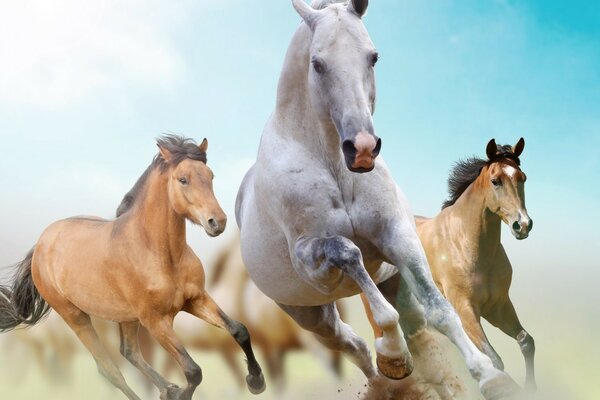 Troupeau de chevaux sur fond de ciel