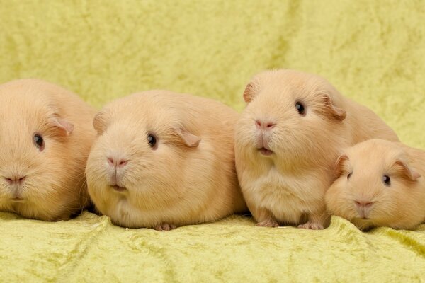 Cute guinea pigs on a yellow background