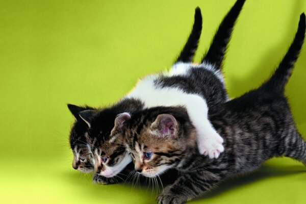 Três gatinhos fofos em um fundo verde