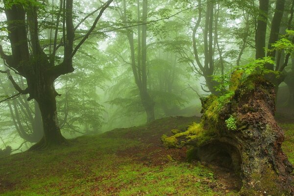 Foresta con terreno paludoso