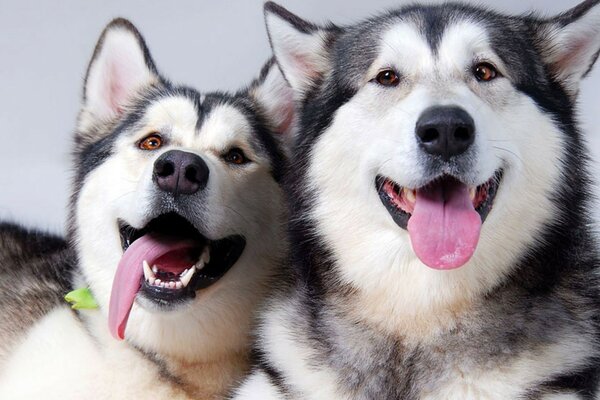 Two adult dogs smile