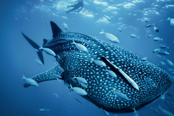 Tiburón ballena en el mundo submarino