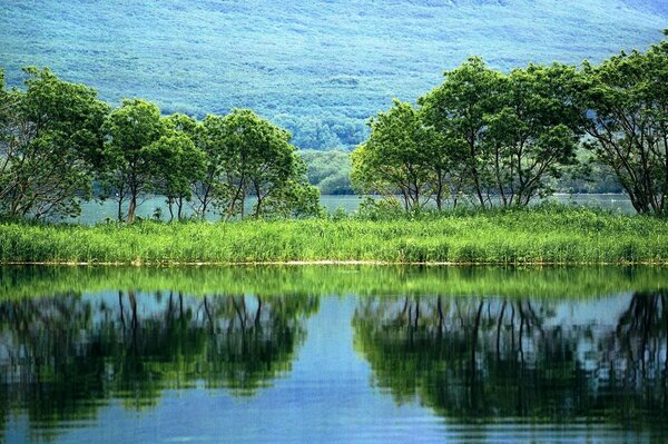 Alberi ed erba che si riflettono nel lago