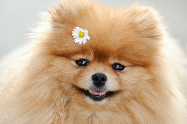 A kind and fluffy Pomeranian dog