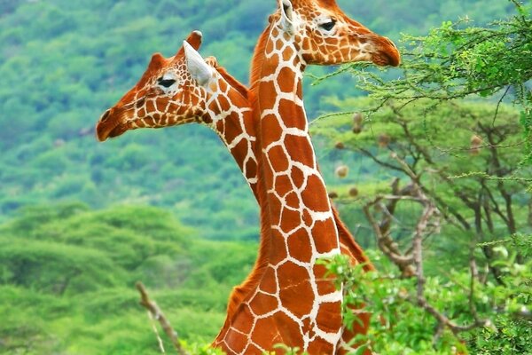 Pareja de jirafas en la naturaleza