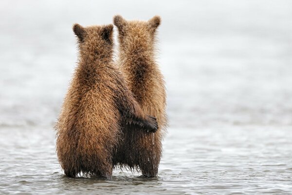 Bears are standing in the open air in the rain