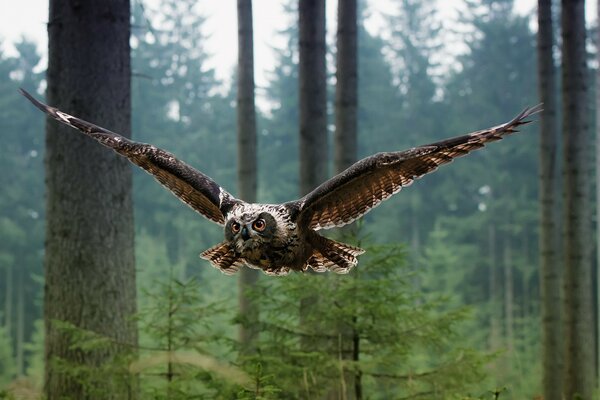 Gufo durante la caccia nella foresta