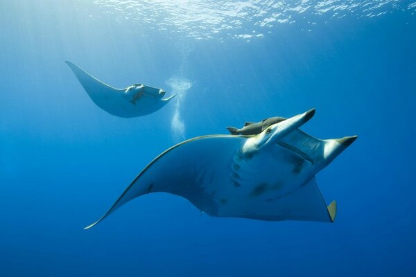 Two white stingrays under water