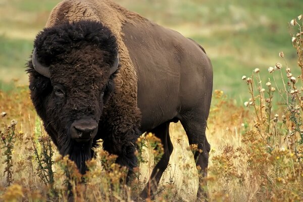 A large bison stands among the grass