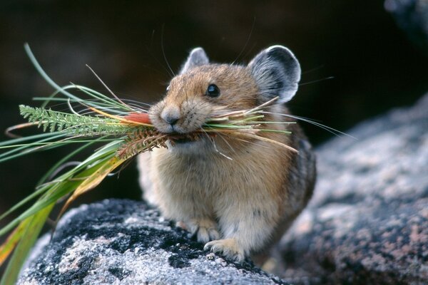 Hamster selvagem com um buquê de ervas nos dentes em um ambiente natural
