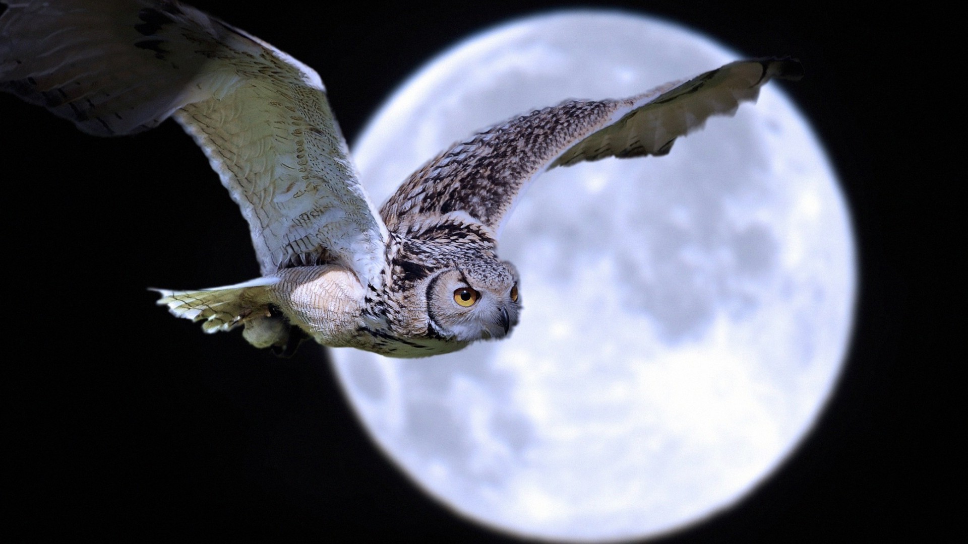 tiere vogel raptor eule adler flug fliegen tier natur tierwelt auge porträt feder beute hock ein schnabel