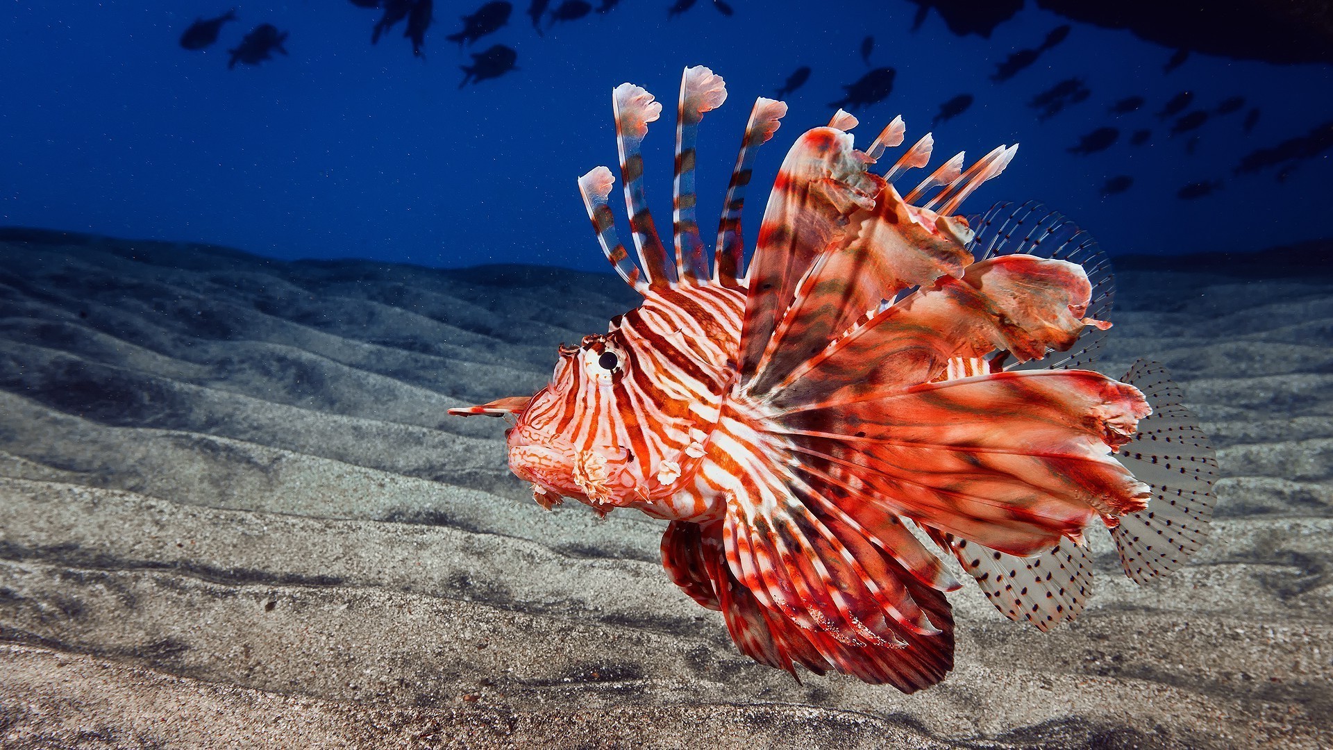 animales bajo el agua tropical océano mar naturaleza agua pescado exótico marino al aire libre