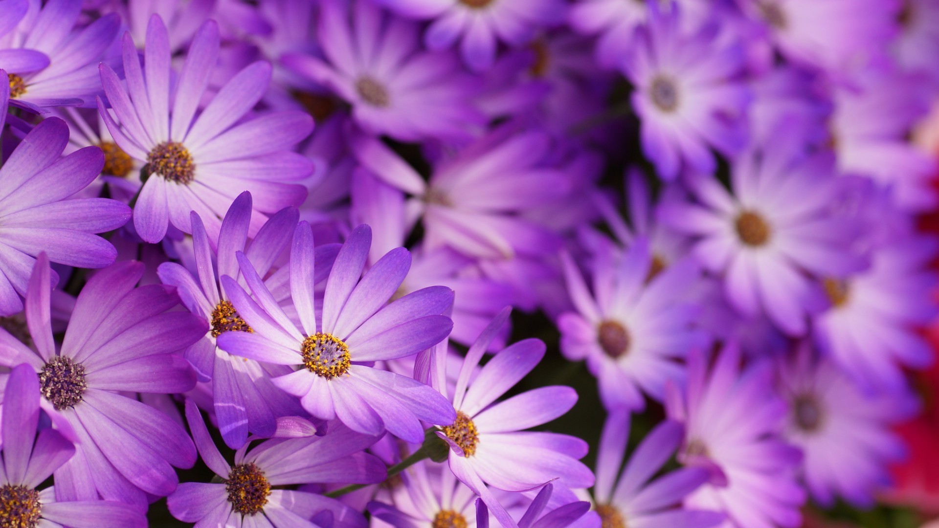 blumen blume natur floral flora blütenblatt blühen garten sommer farbe hell blatt schließen