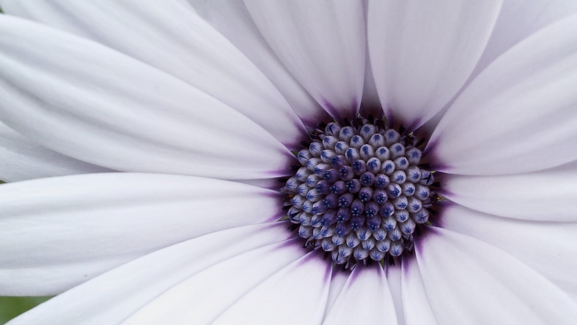 kwiaty kwiat natura kolor lato jasny flora piękny zbliżenie