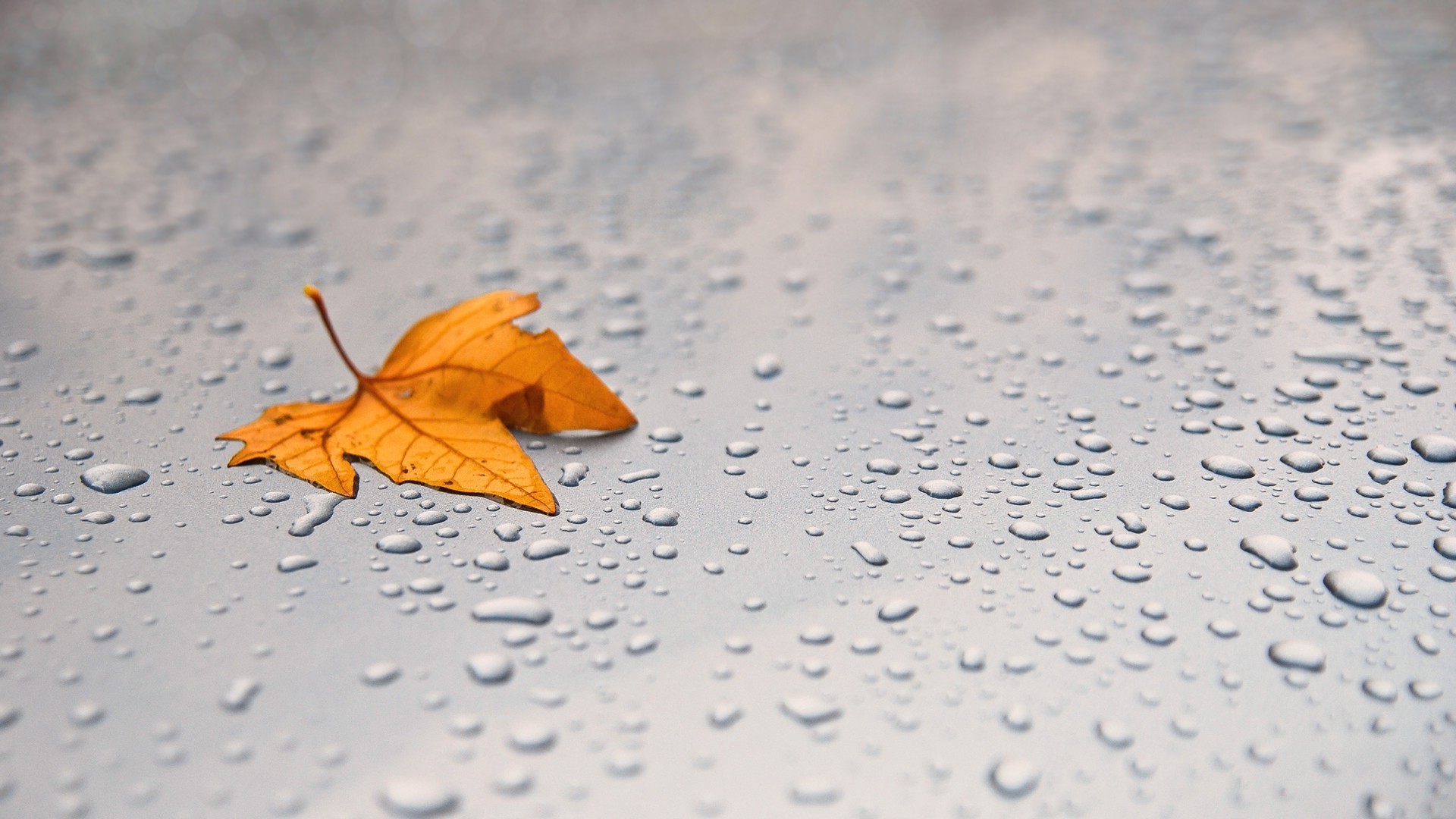 gotas y agua naturaleza muerta desenfoque lluvia otoño papel escritorio hoja